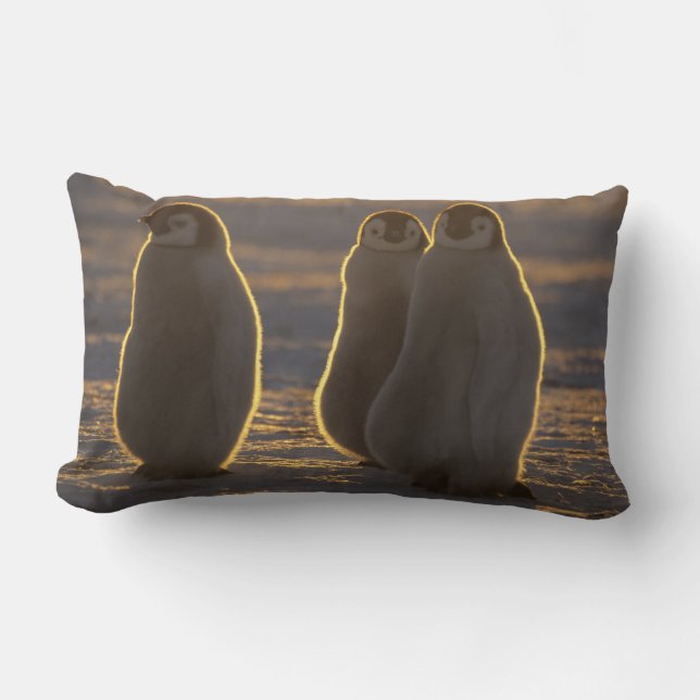 Coussin Rectangle Manchots empereurs (Recto)