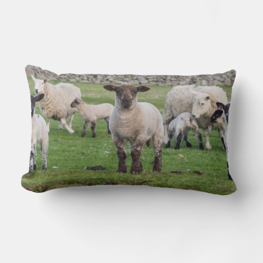 Coussin Rectangle Mouton des Shetland (Recto)