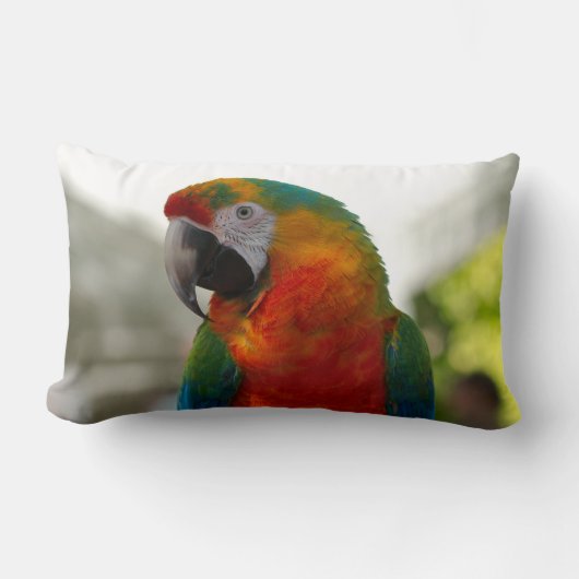 Coussin Rectangle Oiseau de perroquet de Macaw Oiseau décoratif de p (Recto)