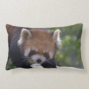 Coussin Rectangle Panda rouge de vagabondage