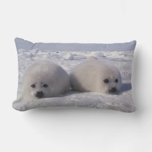 Coussin Rectangle Phoque du Groenland (Phoca groenlandica) Gropes de