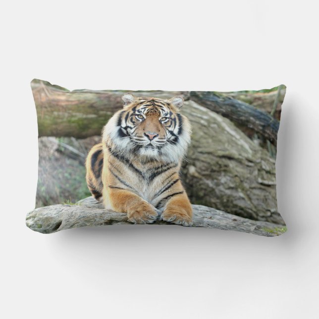 Coussin Rectangle Photo tiger chat, animaux jeter l'oreiller (Recto)