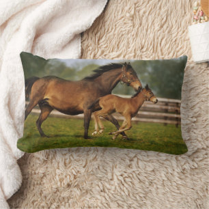 Coussin Rectangle Poulinière Alezan Pur-Sang et Poulain