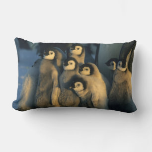 Coussin Rectangle Poussins de Manchot empereur en crèche, Aptenodyte