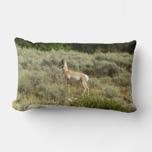 Coussin Rectangle Pronghorn au Parc national de Grand Teton