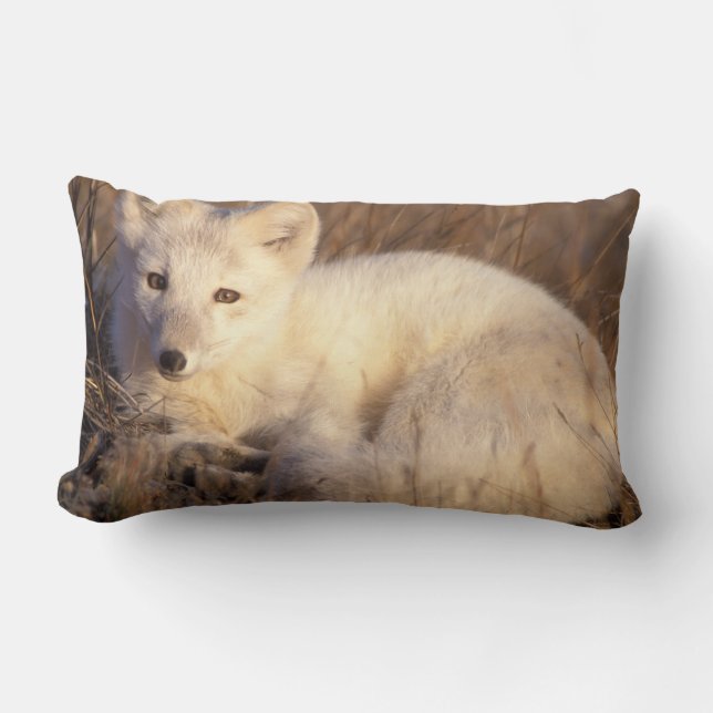 Coussin Rectangle renard arctique, Alopex lagopus (Recto)