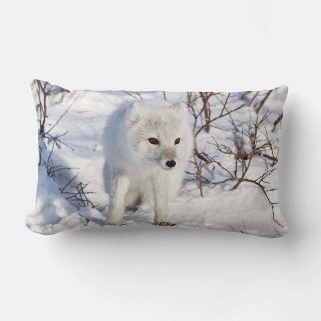 Coussin Rectangle Renard Arctique , Zone de gestion de la faune de C (Recto)
