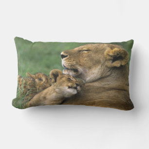 Coussin Rectangle Tanzanie, cratère de Ngorongoro. Lionne africaine
