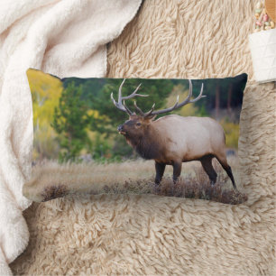 Coussin Rectangle Taureau et arbres d'aspens Parc national de Rock