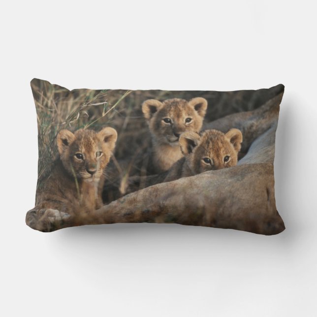 Coussin Rectangle Trio de lionceaux âgés de six semaines assis (Recto)