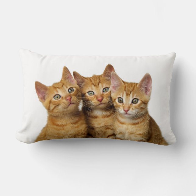 Coussin Rectangle Trois mignons Ginger Chat Kittens amis Photo de la (Recto)