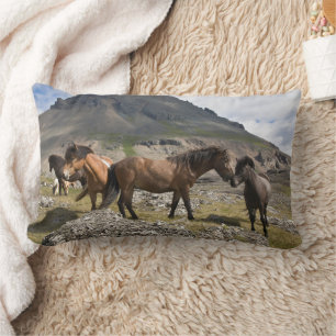 Coussin Rectangle Troupeau de chevaux, près de Hofn, Islande