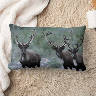 Coussin Rectangle Troupeau de Wapitis Mt. Baring, Washington