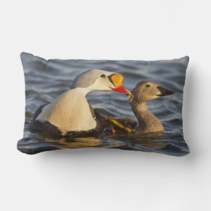 Coussin Rectangle Un couple d'eiders à tête grise en parade dans un