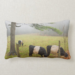 Coussin Rectangle Vaches ceinturées à Galloway à la ferme dans