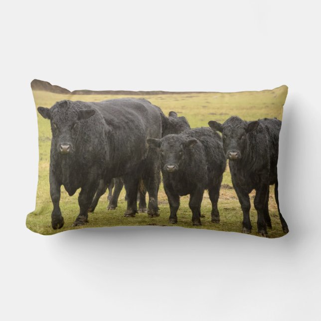 Coussin Rectangle Vaches sous la pluie (Recto)