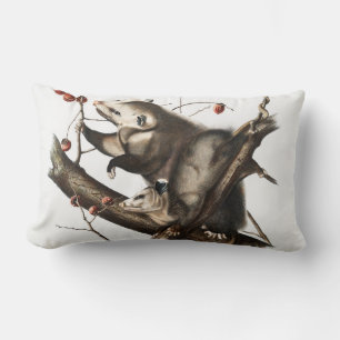Coussin Rectangle Virginian Opossum Didelphis Virginia Illustration