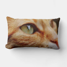 Visage déterminé d'un chat de gingembre