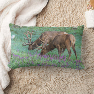 Coussin Rectangle Wapiti mâles Parc national de Rocky Mountain, Colo
