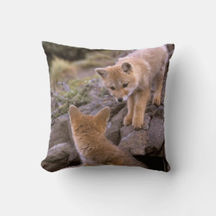 Coussin Renard gris sud-américain (Lycalopex griseus) coup