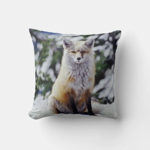 Coussin Renard roux assis sur un banc de neige, Vulpes, Mt