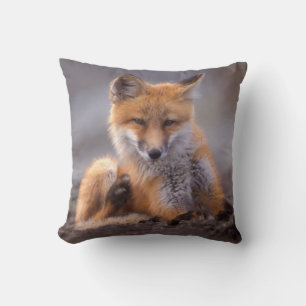 Coussin renard roux, Vulpes vulpes, petit se grattant,