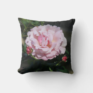 Coussin Rose Rose Classique Rose Belle Photographie De La