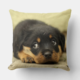 Coussin Rottweiler chiot adorable