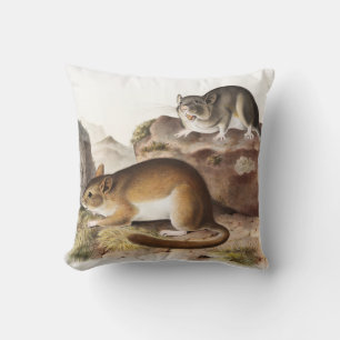 Coussin Souris Neotoma des Rocheuses (Neotoma Drummondii)