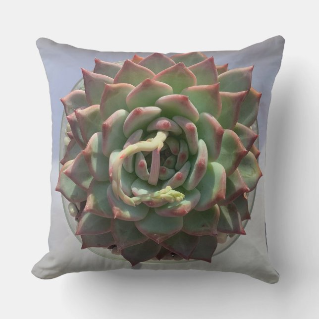 Coussin Succulent (Recto)