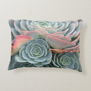 Coussin succulent extérieur, Echeverias bleu