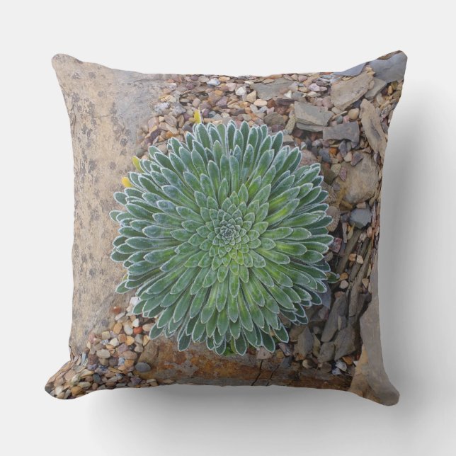 Coussin Succulent plante du désert (Recto)