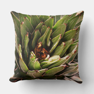 Coussin Succulent Plante vert Aloe Photographie botanique