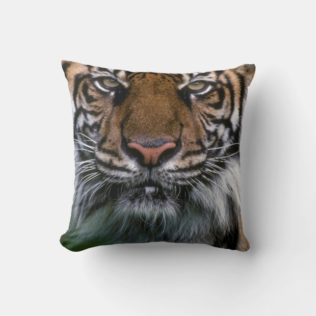 Coussin Tiger tête et visage (Recto)
