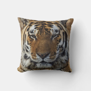 Coussin Tigre du Bengale, Panthera tigris, Zoo de Louisvil