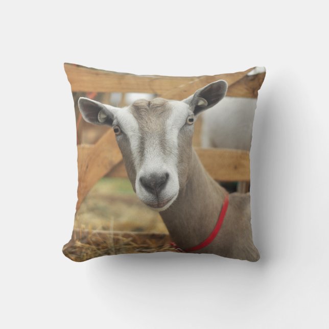 Coussin Toggenburg Dairy Goat Doe (Recto)