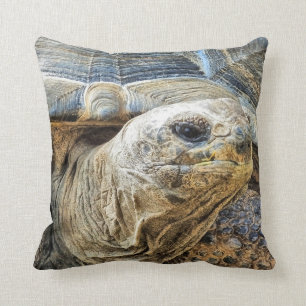 COUSSIN TORTOISE