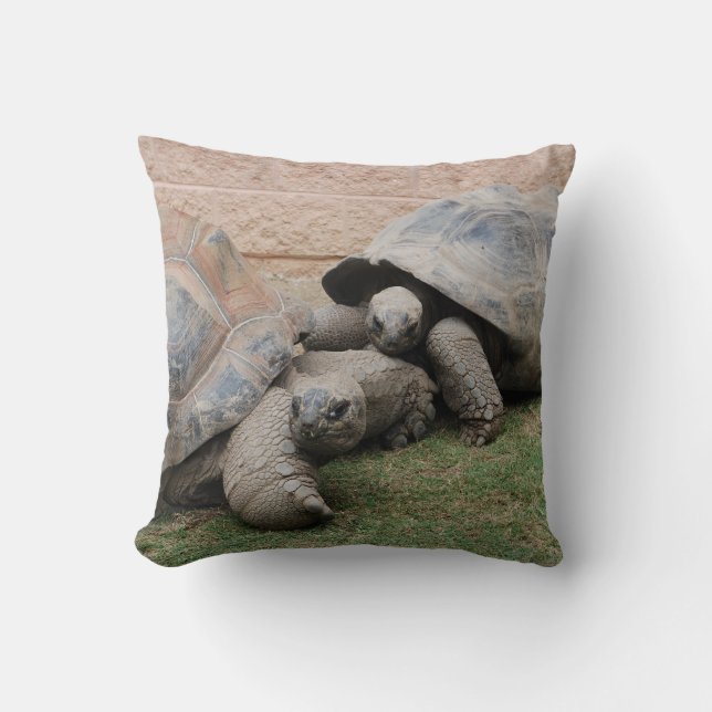 Coussin tortues géantes (Recto)