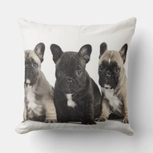 Coussin Trois chiots de pure race