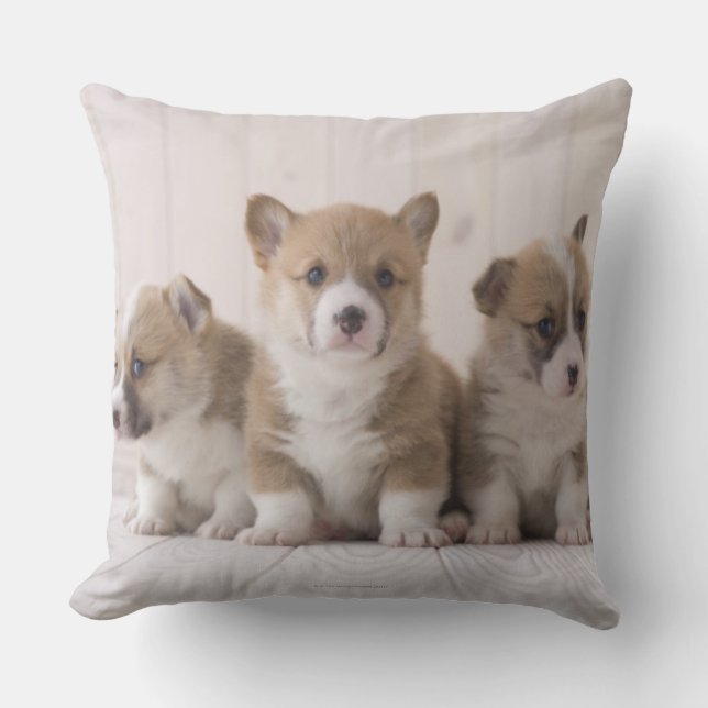 Coussin Trois Corgi gallois (Recto)