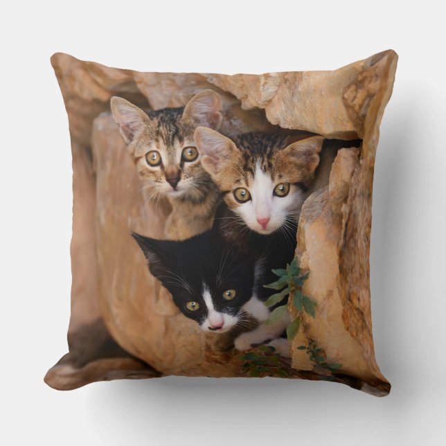 Coussin Trois Cute Curieux Chat Kittens Visages Drôle Phot (Recto)