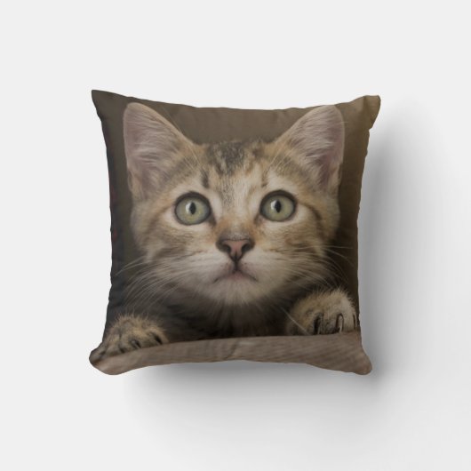 Coussin Un chaton tigré très doux (Recto)