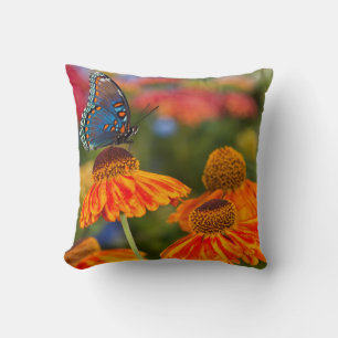 Coussin Un Papilio troilus, Papilio troilus