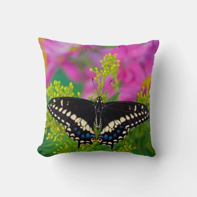 Coussin Un papillon porte-queue se posant (Recto)