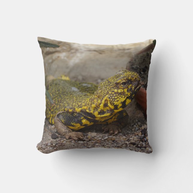Coussin Uromastyx geyri (Recto)