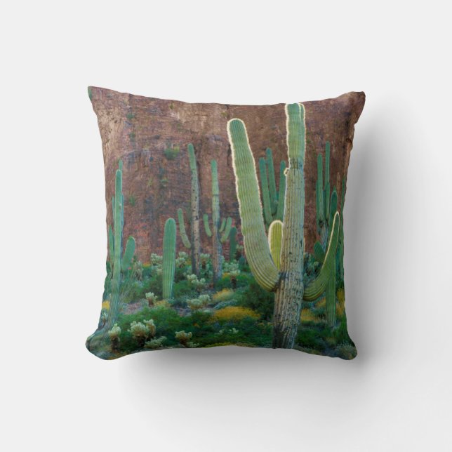Coussin USA, Arizona. Le Champ De Cactus Du Saguaro Par Un (Recto)