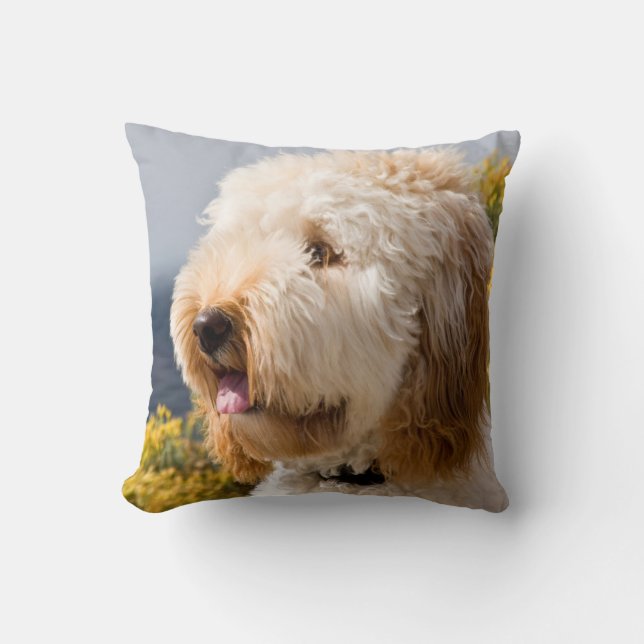 Coussin USA, Californie. Portrait De Labradoodle 3 (Recto)