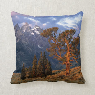 Coussin USA, Wyoming, Grand Teton NP. Un cèdre solitaire