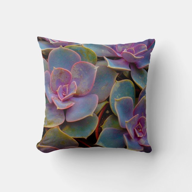 Coussin Usine succulente pourpre de cactus de vert bleu (Recto)