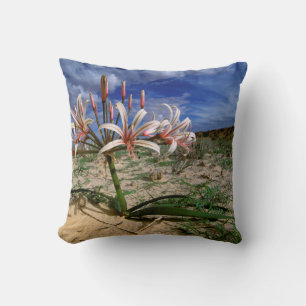 Coussin Vlei Lily (Nerine Laticoma) en fleurs